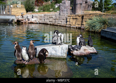 I pinguini in zoo di Copenaghen Foto Stock