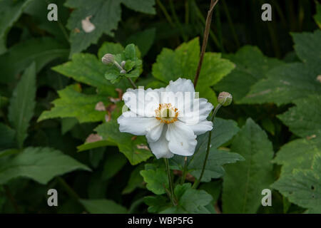 Anemone hupehensis, Anemone giapponese Foto Stock