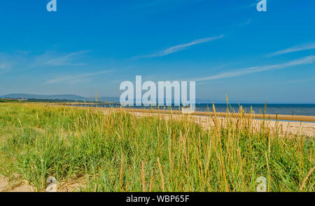 DORNOCH SUTHERLAND SCOZIA MARE O ERBA MARRAM Ammophila crescente sulle sabbie della spiaggia a Dornoch in un giorno di estate Foto Stock