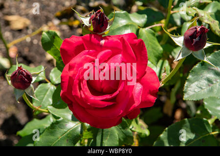 Rosa Alec Rosso di Foto Stock