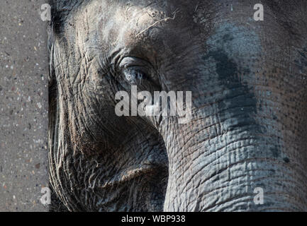 Berlino, Germania. Il 27 agosto, 2019. Un elefante sta con gli occhi chiusi nel proprio recinto nel Giardino Zoologico. Credito: Paolo Zinken/dpa/Alamy Live News Foto Stock