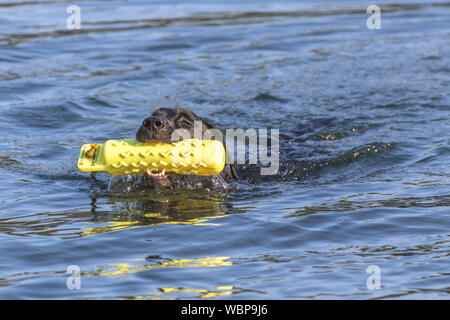 Un nero Labrador retriever di nuoto con un manichino gundog nella sua bocca. Foto Stock