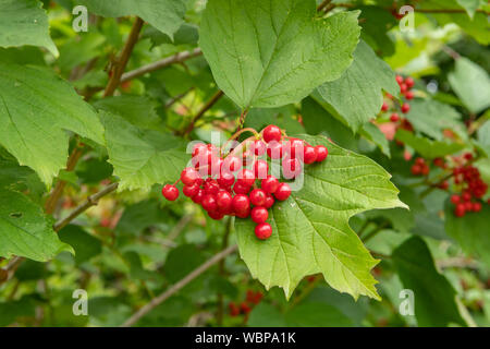 Viburnum opulus, rosso pallon di maggio Foto Stock