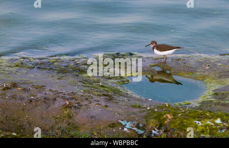 Spiaggia plover guardando per cibo , visto dal nuovo bird watching capanna in stellendam , Olanda, l'acqua è la haringvliet Foto Stock