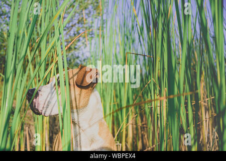 Cane in alto verde erba, nascosto agli occhi. Divertente cane finge di nascondere dietro le erbe in bella estate natura, peek-a-boo concept Foto Stock