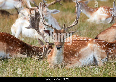 Daini stag, Cervidae, Dama Dama a riposo, Bushy Park, Teddington, Regno Unito Foto Stock