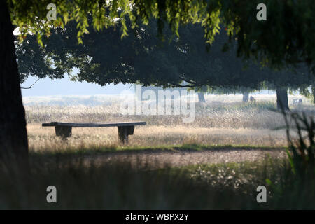 I primi di settembre mattina, Bushy Park Foto Stock