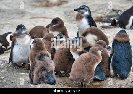 Pulcini e adulti di pinguino africano in una colonia costiera selvatica in Sud Africa Foto Stock