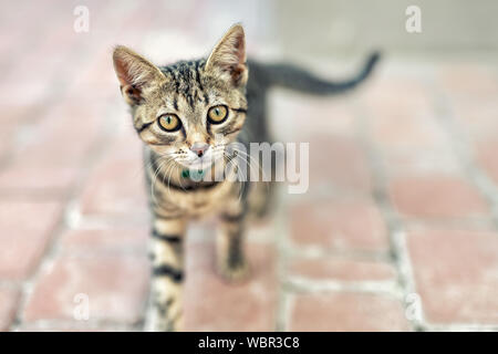 Ritratto di carino felice divertente adorabile piccola tabby kitten passeggiate all'aperto presso una strada di città. Giovane e bella piccolo gatto giocare in casa cortile Foto Stock