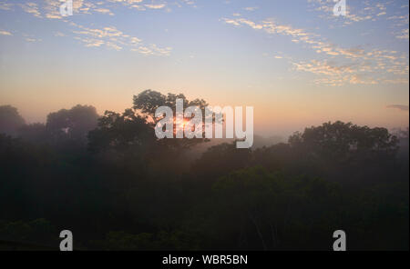 Brasile enorme albero di noce e tettoia nella giungla di mattina nebbia, fiume Tambopata Riserva, Amazzonia peruviana Foto Stock