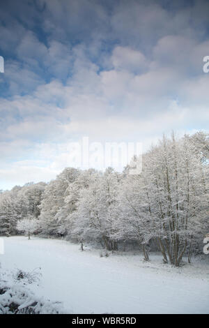 Ritratto mattina scena invernale, neve su terreno e alberi, in tranquilla campagna boschiva. Paesaggio britannico congelato, cielo blu e nuvole soffici. Foto Stock