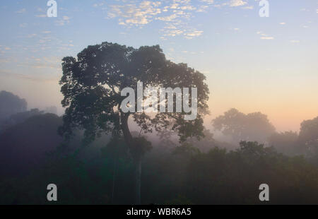 Brasile enorme albero di noce e tettoia nella giungla di mattina nebbia, fiume Tambopata Riserva, Amazzonia peruviana Foto Stock
