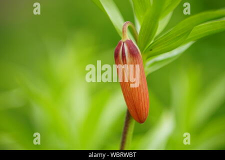 Orange imperial francolino di monte fiore con chiuso bud, foto macro Foto Stock