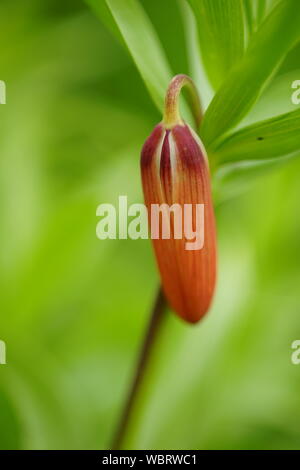 Orange imperial francolino di monte fiore con chiuso bud, foto macro Foto Stock