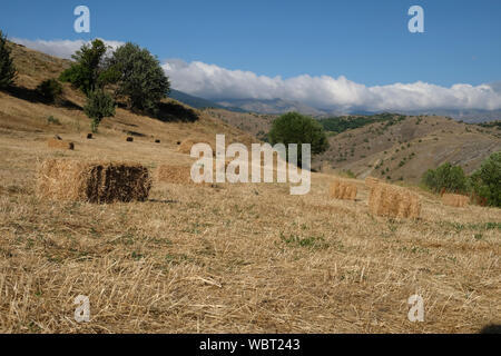 I diversi colori delle colture piantate in tempi diversi forniscono le belle immagini delle zone agricole. Foto Stock