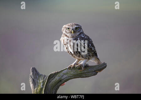 Piccolo gufo, Athene noctua East Yorkshire, Regno Unito, seduto su un pesce persico, introdotto in Gran Bretagna durante il XIX secolo. Foto Stock