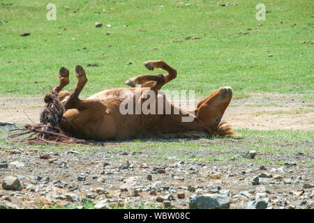 Allevamento di cavalli in Yolyn Am, Mongolia Foto Stock