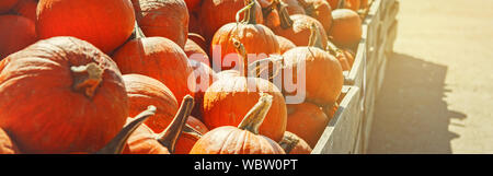 Raccolto fresco giallo arancione zucca in scatola in legno sulla fattoria mercato stagionale. Materie organiche texture naturali dello sfondo. Halloween e concetto di ringraziamento Foto Stock