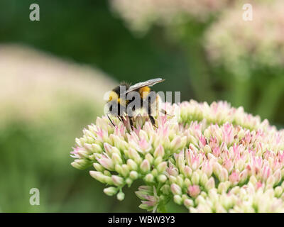 Un buff tailed Bumble Bee alimentazione su un sedum flowerhead Foto Stock