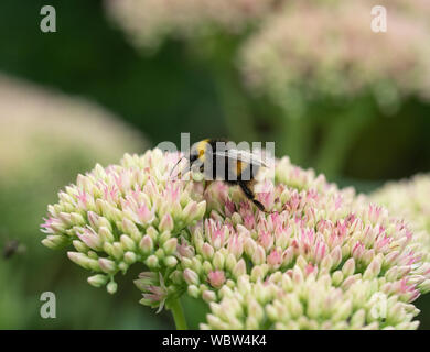 Un buff tailed Bumble Bee alimentazione su un sedum flowerhead Foto Stock