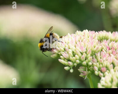 Un buff tailed Bumble Bee alimentazione su un sedum flowerhead Foto Stock