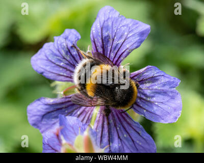 Un buff tailed Bumble Bee alimentazione su un Geranio flowerhead Foto Stock
