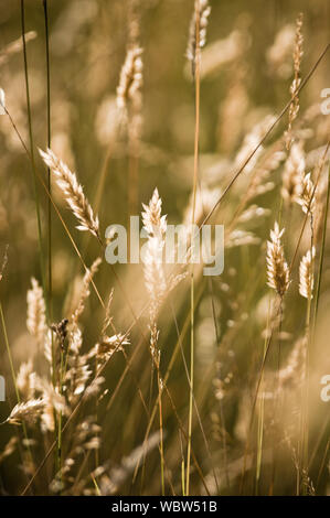 Punte di grano retroilluminati da calda estate luce della sera. Foto Stock