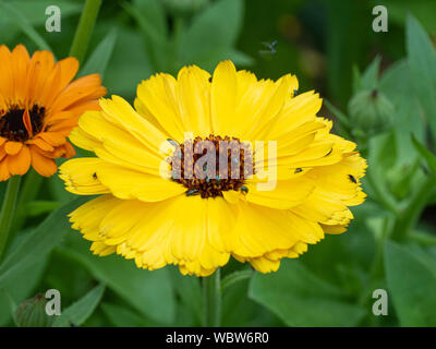 Un giallo chiaro fiori di calendula fornire cibo a un certo numero di coleotteri polline Meligethes aeneus Foto Stock