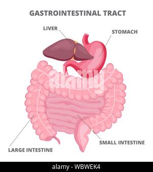 Tratto gastrointestinale vettore è mostrato su sfondo bianco. Illustrazione Vettoriale