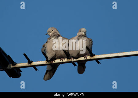 Tortora Foto Stock