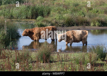 Highland Cattle Foto Stock