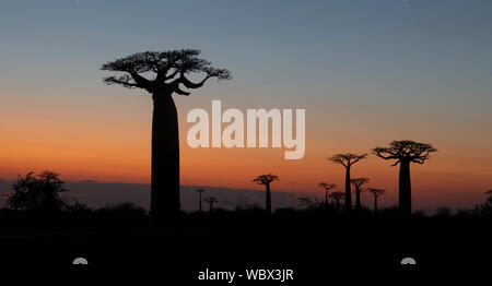 Grandidier il baobab, Adansonia grandidieri, Allee des baobab, Morondava, Madagascar, all'alba Foto Stock