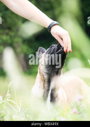 Obbediente pastore belga malinois cane getting è trattare da una donna proprietario Foto Stock