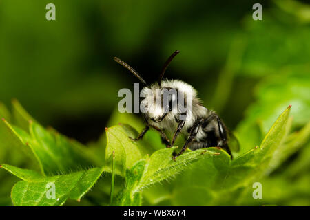 Ashy Mining Bee, Andrena cineraria, Monmouthshire, Aprile. Famiglia Andrenidae Foto Stock