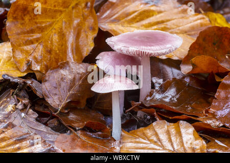 Rosa fungo del cofano, Mycena rosea, affare legno, Wye Valley, Monmouthshire, Galles, Novembre Foto Stock