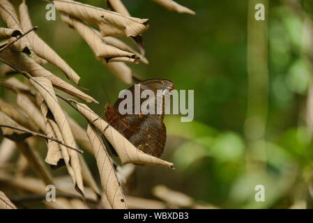 Sylvia WOOD nymph nella giungla, Tambopata Riserva, Amazzonia peruviana Foto Stock