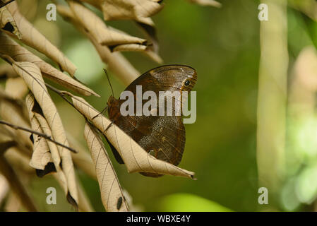 Sylvia WOOD nymph nella giungla, Tambopata Riserva, Amazzonia peruviana Foto Stock