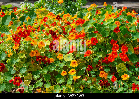 Nasturtium (Tropaeolum majus) piante con foglie commestibili e fiori, in crescita nel Regno Unito. Foto Stock