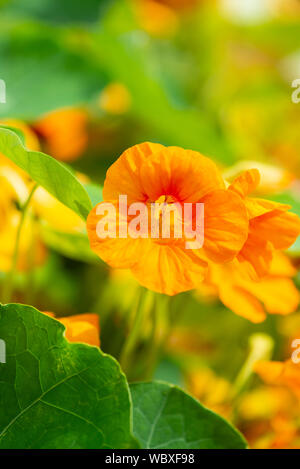 Nasturtium (Tropaeolum majus) piante con foglie commestibili e fiori, in crescita nel Regno Unito. Foto Stock
