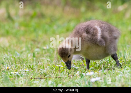 Baby swan mangiare l'erba Foto Stock