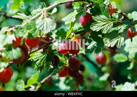 Ribes Hinnomaki 'rosso' (Ribes uva-crispa) cresce su una boccola. Il South Yorkshire, Inghilterra. Foto Stock