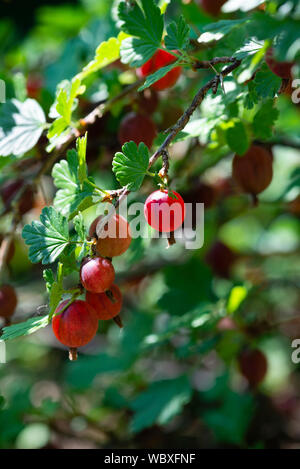 Ribes Hinnomaki 'rosso' (Ribes uva-crispa) cresce su una boccola. Il South Yorkshire, Inghilterra. Foto Stock