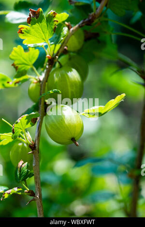 Ribes (ribes uva-crispa) " Invicta' che cresce su una boccola. Il South Yorkshire, Inghilterra. Foto Stock