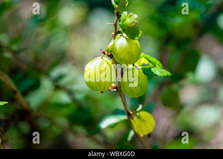 Ribes (ribes uva-crispa) " Invicta' che cresce su una boccola. Il South Yorkshire, Inghilterra. Foto Stock