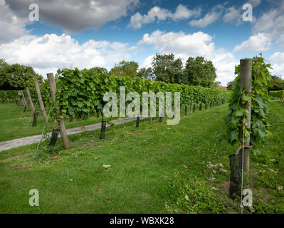 Acolon vigne, Shawsgate Vineyard, Framlingham, Suffolk, Inghilterra, Regno Unito. Foto Stock