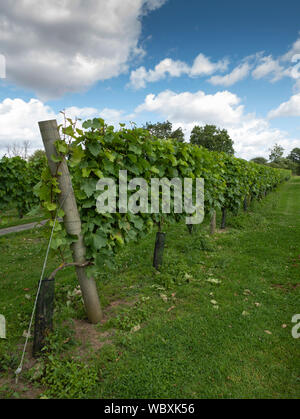 Acolon vigne, Shawsgate Vineyard, Framlingham, Suffolk, Inghilterra, Regno Unito. Foto Stock