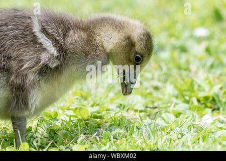 Baby swan mangiare l'erba Foto Stock