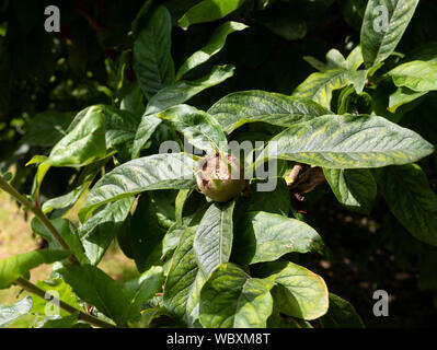 Comune (nespola Mespilus germanica) frutti che crescono su un albero. Suffolk, Inghilterra, Regno Unito. Foto Stock