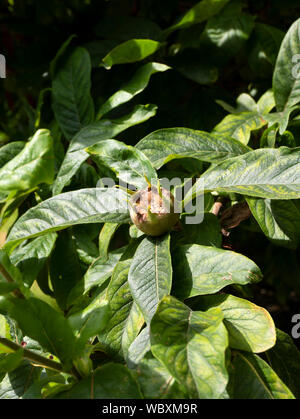 Comune (nespola Mespilus germanica) frutti che crescono su un albero. Suffolk, Inghilterra, Regno Unito. Foto Stock