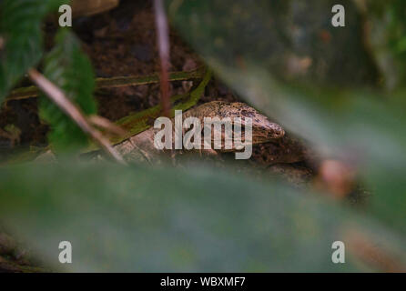 Lizard nascosti nella giungla, Tambopata National Park, Amazzonia peruviana Foto Stock